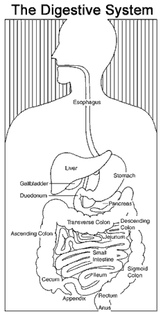 The Digestive System