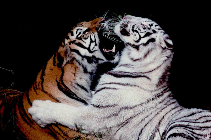 A picture of a white tiger and Bangel Tiger