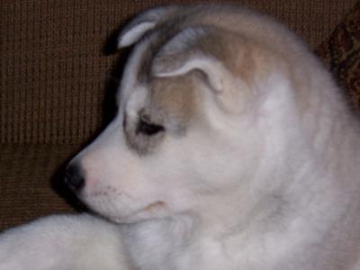 Baby Lily