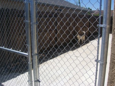 Lily's dog run.