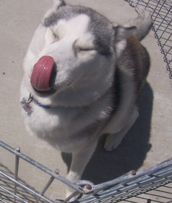 Silly Lily