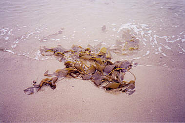 Seaweed