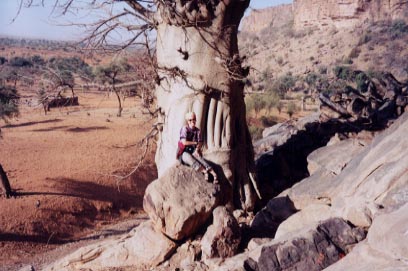 Baobab