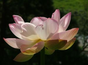 Flor de L�tus