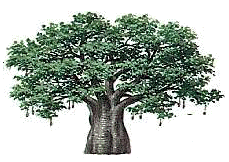 Arbol Genealogico