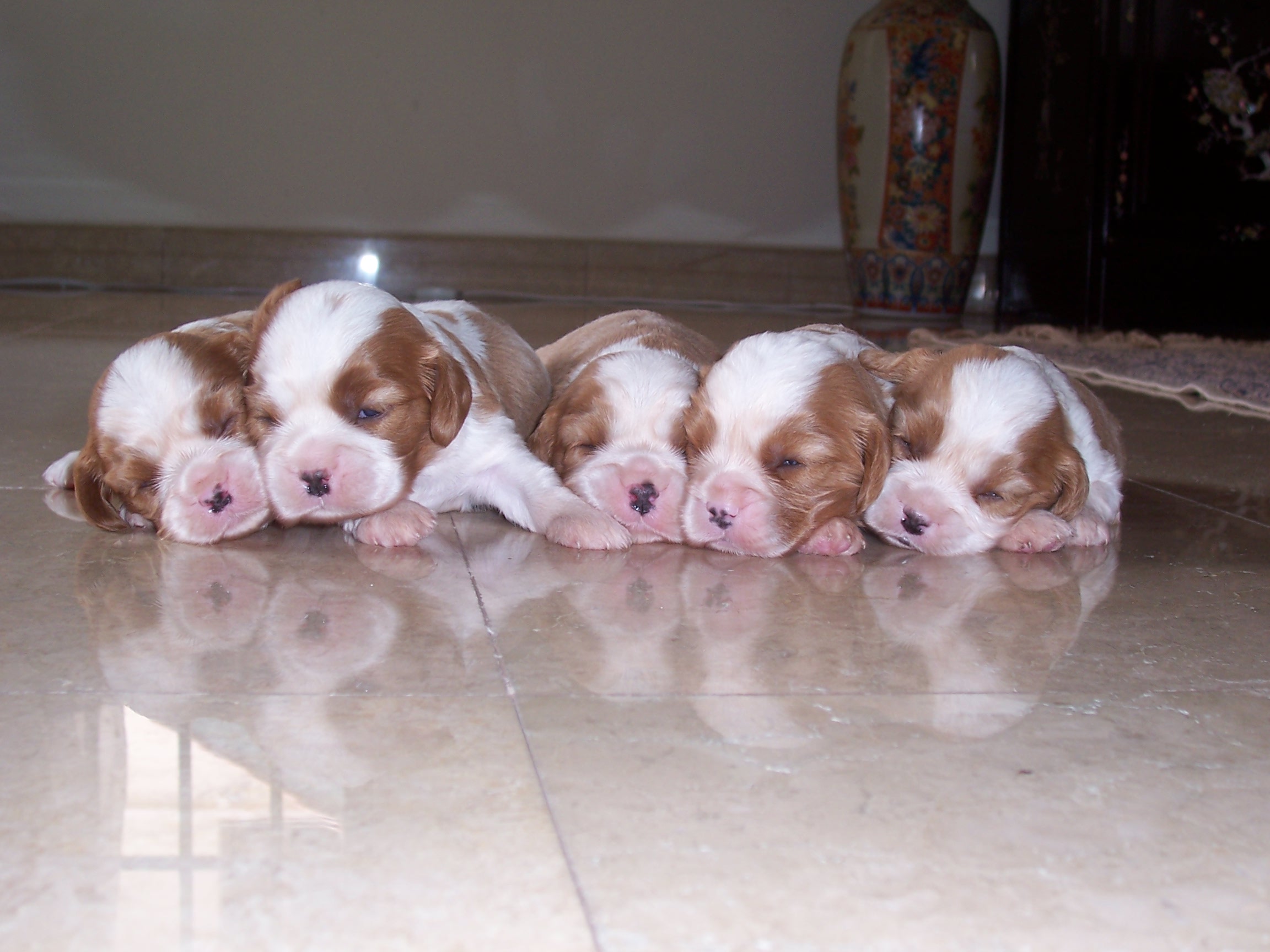 At 2 wks