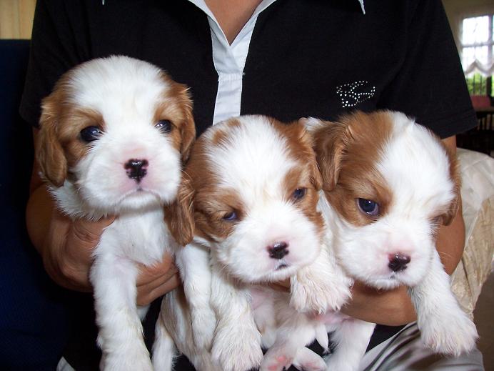 Georgie,Georgia,Giorgio