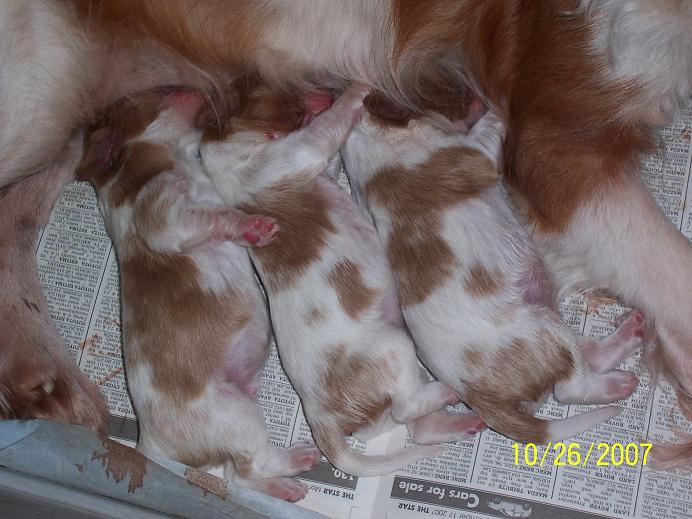 'L' litter