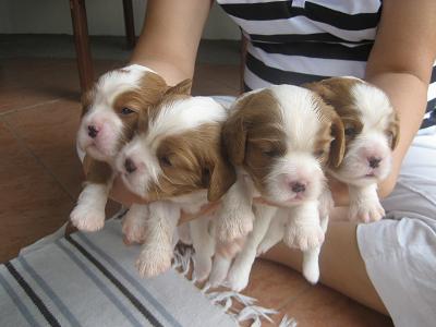 'O' litter
