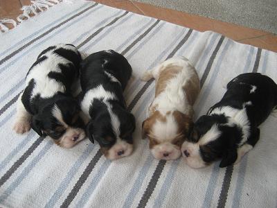 P litter