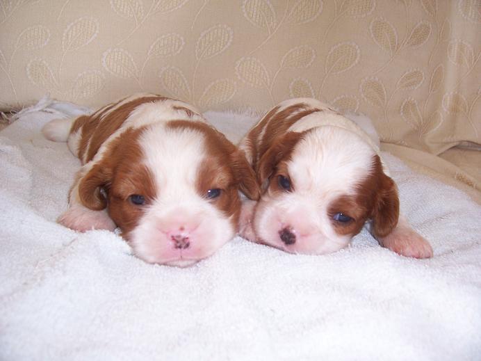 Lizzie and Lillie