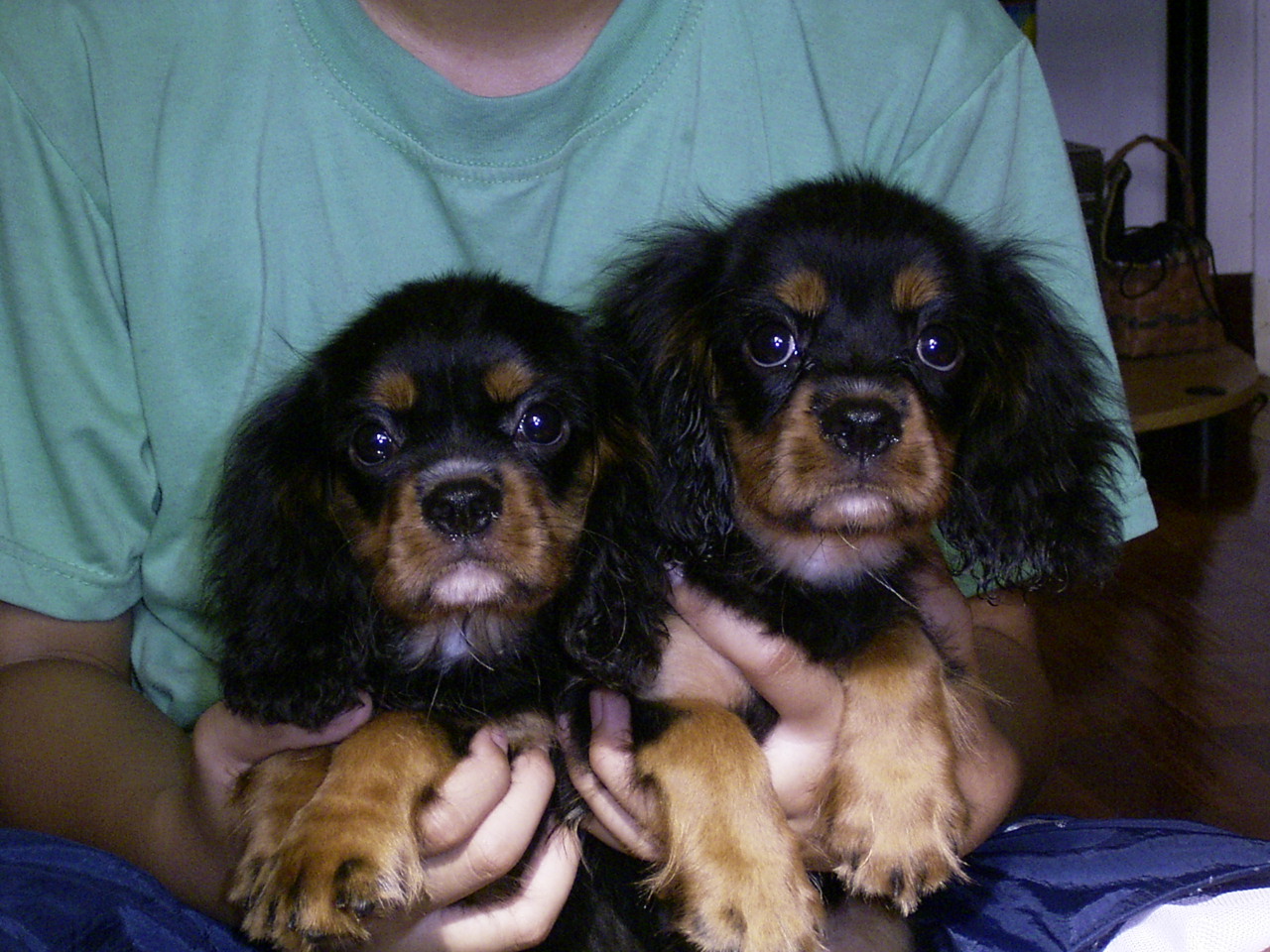 Lester and Louie