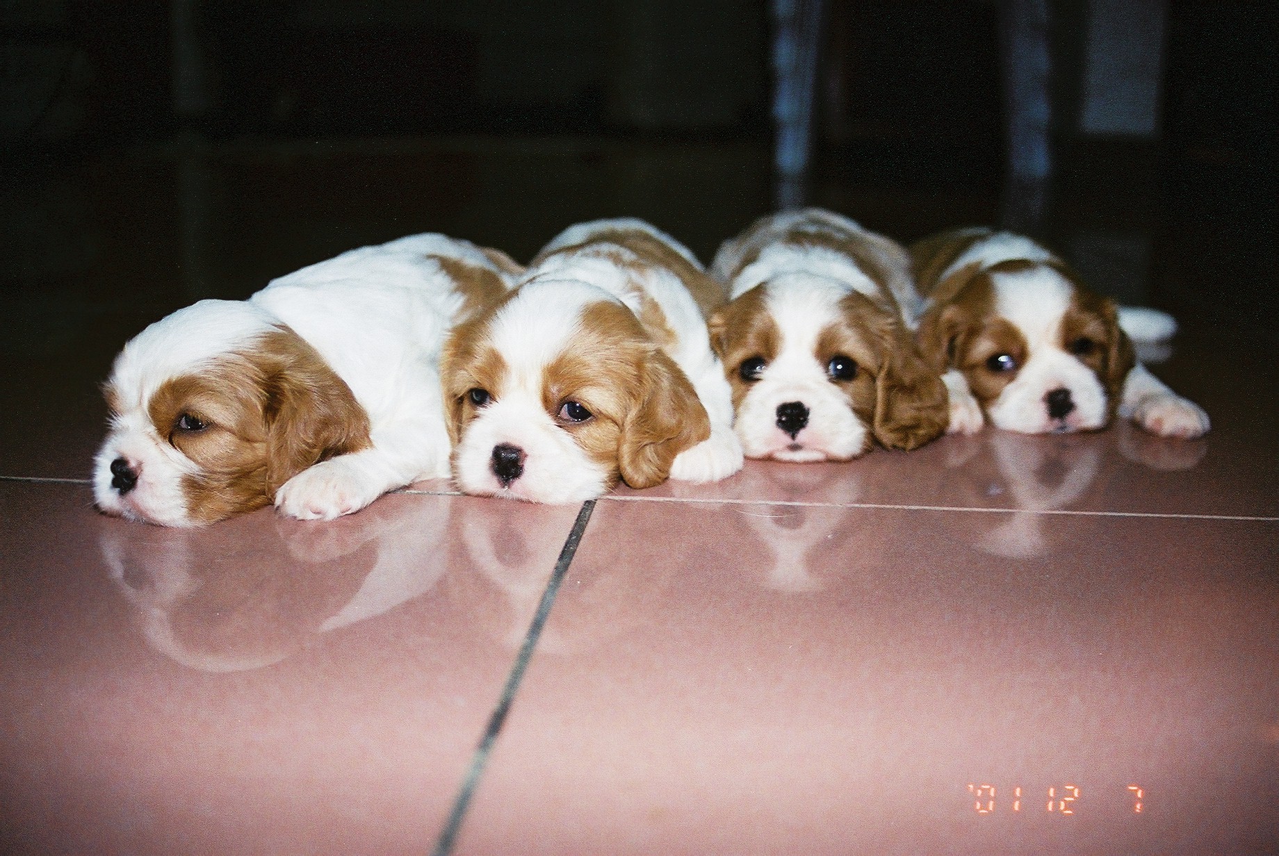 'A' litter