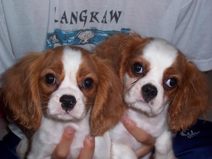 Lizzie and Lillie