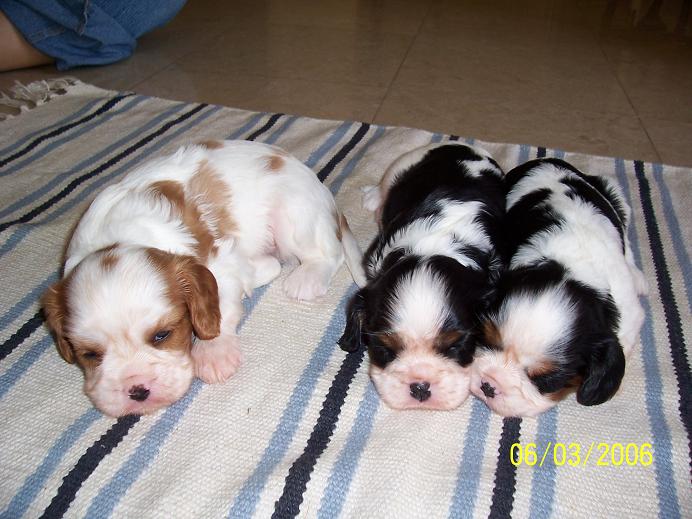 Harris/Hector/Halle