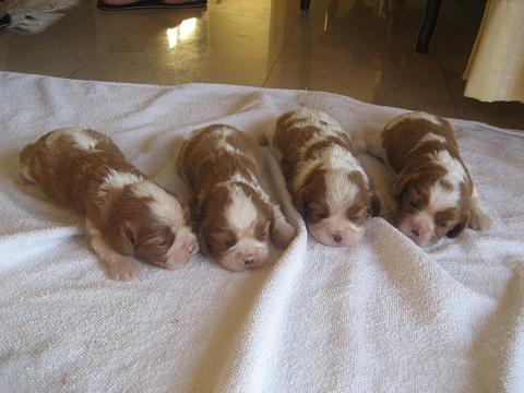 R litter