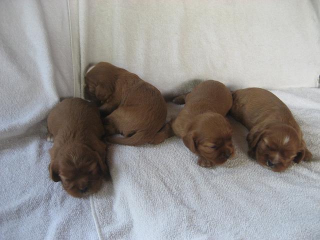 S litter