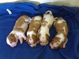 'I' litter