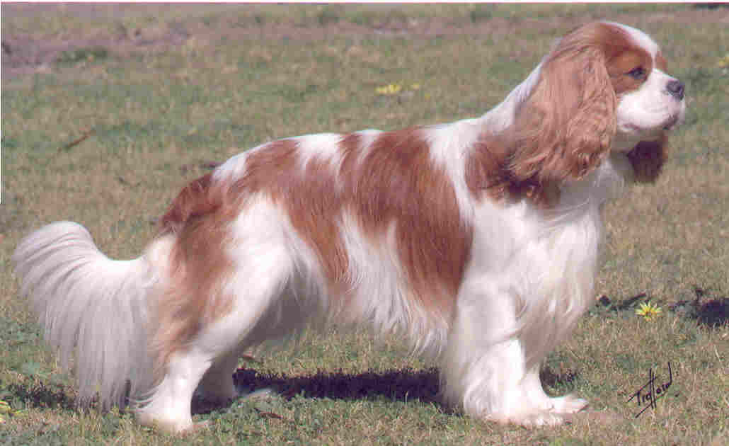 Jacob