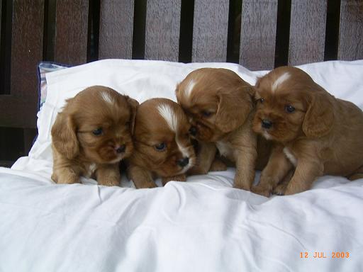 'B' Litter