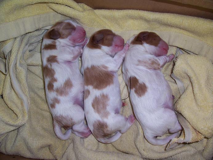 Georgie,Georgia,Giorgio