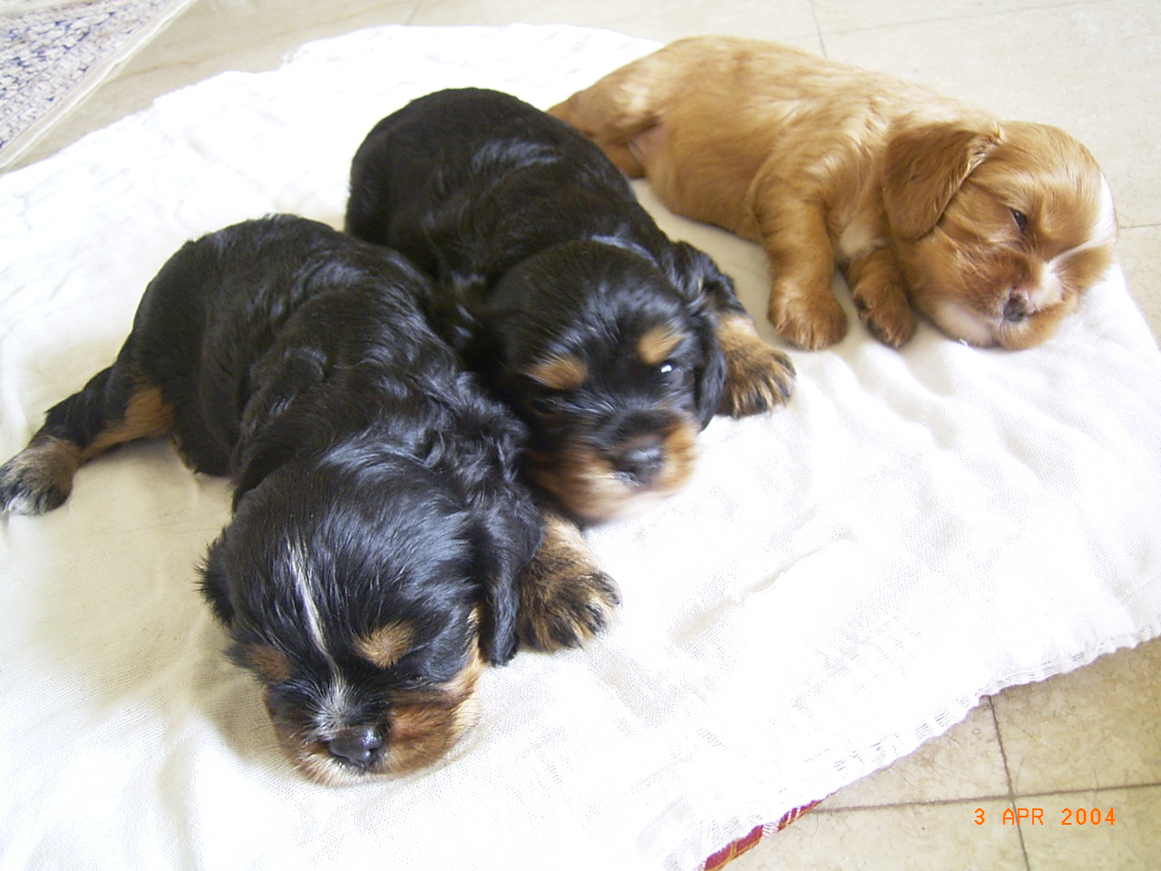 'C' litter