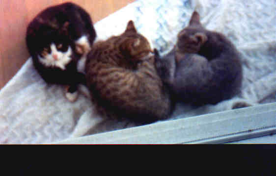 All of them, except MommaKitty