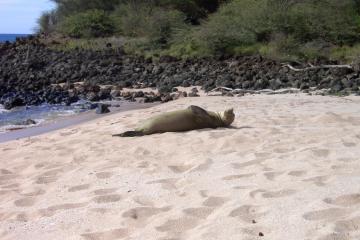 endangered Hawaiian Monk Seal