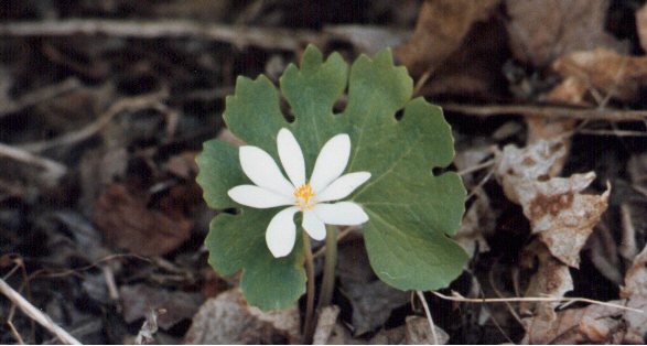 bloodroot.jpg