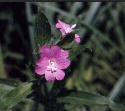 willowherb.jpg