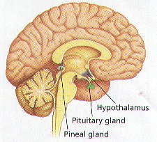 Pineal Gland
