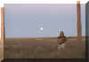 moondance2.jpg (48416 bytes)