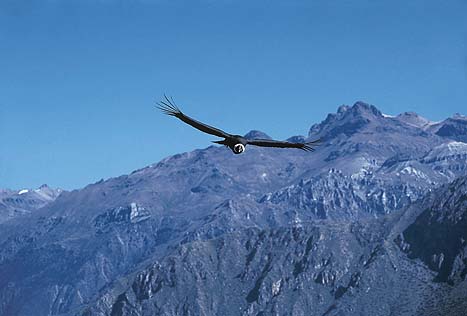 El Condor