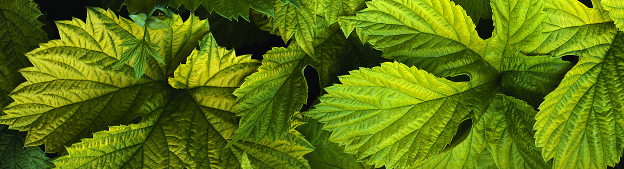 Header image