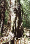 077_babygraves.JPG (84938 bytes)