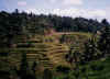 indonesia_bali_padi.jpg (76332 bytes)