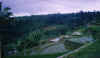 indonesia_bukittinggi_padi.jpg (71031 bytes)