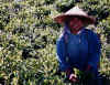 indonesia_puncak_pass_tea_picker.jpg (117684 bytes)