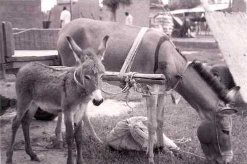 newborn learns at a young age how to pull a cart