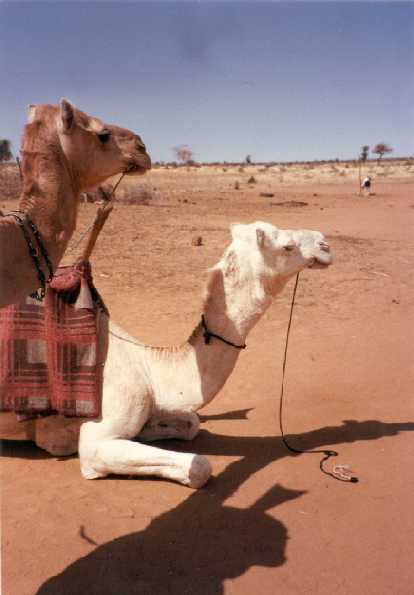 after a long trek