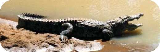 crocodile