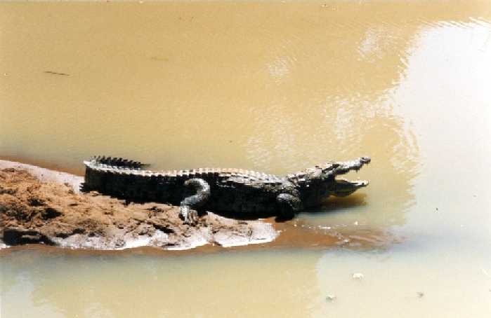 sunbathing crocodile
