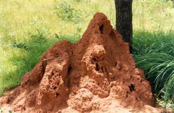 termite mound