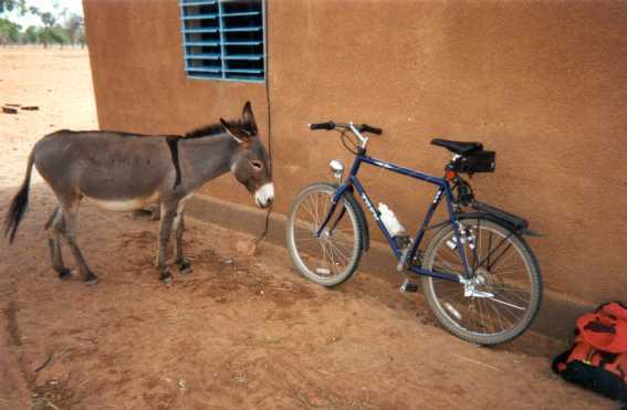 battling for shade, moments earlier i kicked the donkey from its spot