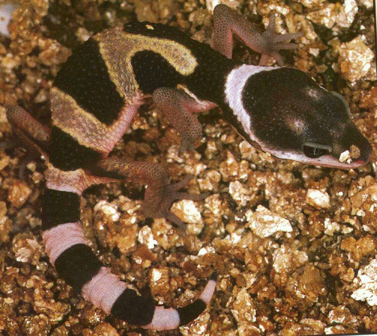 Hatchling Leopard Gecko