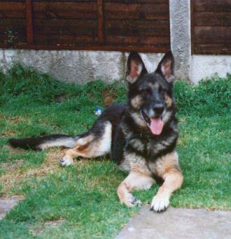 Jasper 26.3.1986-8.11.2000
