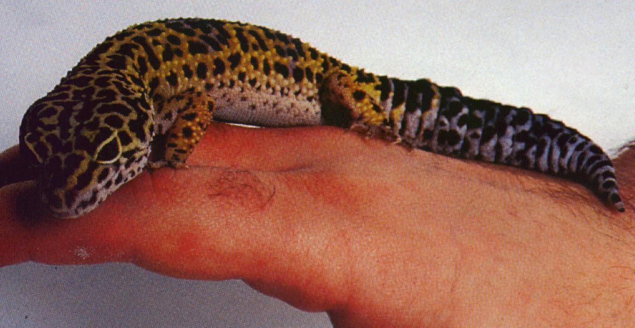Leopard Geckos make placid pets with careful handling