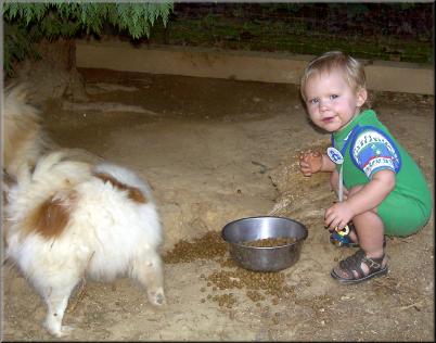 eat dog food
