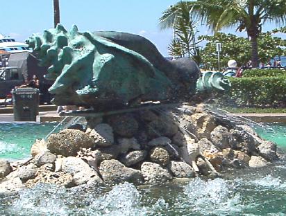 Cozumel shell