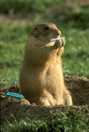 Marijuana hampster rollin weed